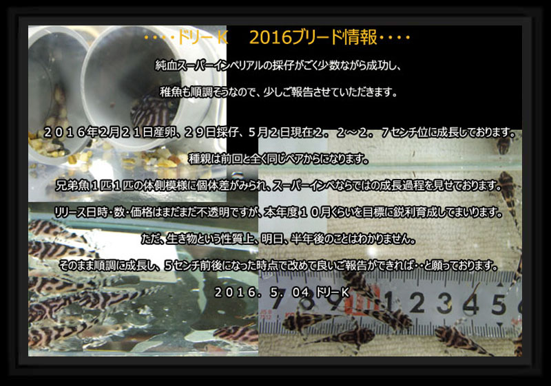 ドリーKブリード 安心サイズ♪ インペリアルゼブラプレコ