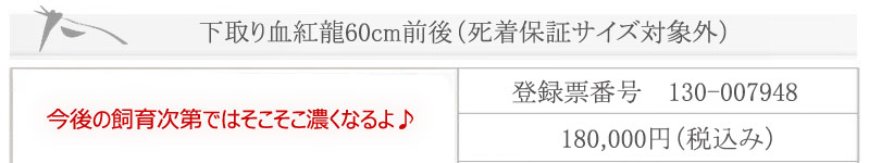 60cmO㉺茌g