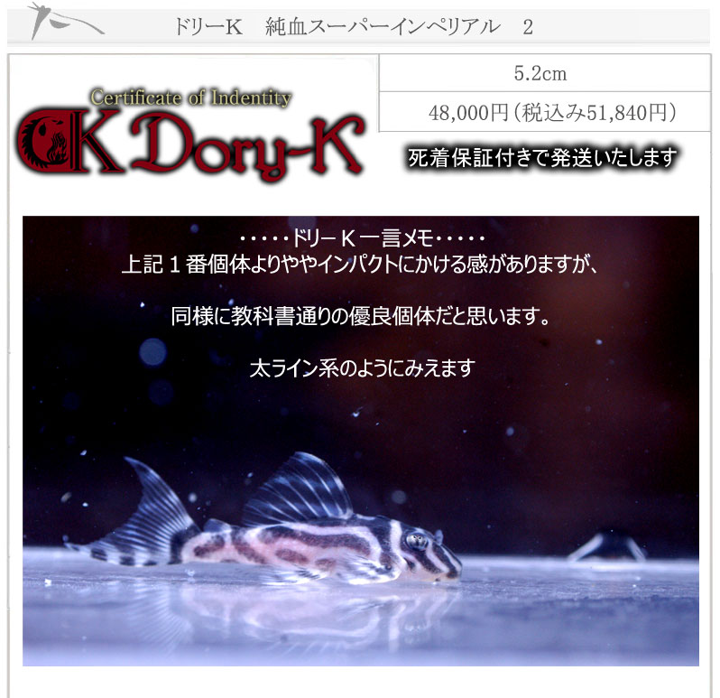ドリーK純血インペリアル2