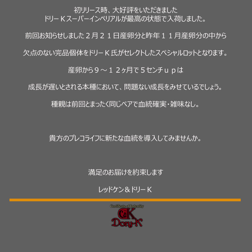 ドリーKブリード 安心サイズ♪ インペリアルゼブラプレコ