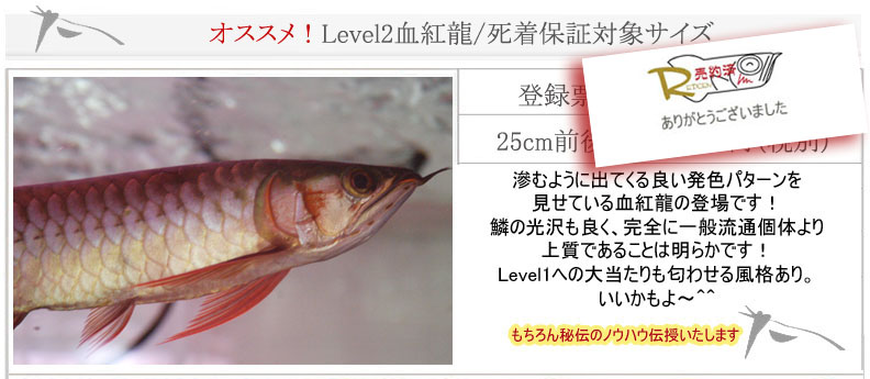 Level2血紅龍3940