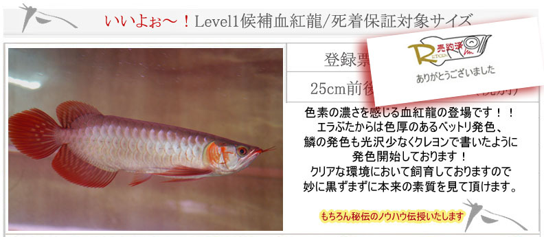 Level1候補血紅龍25cm