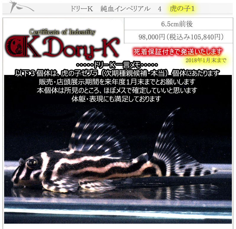 ドリーK純血インペリアル4