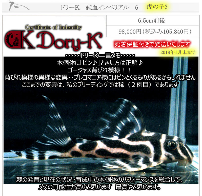 ドリーK純血インペリアル6