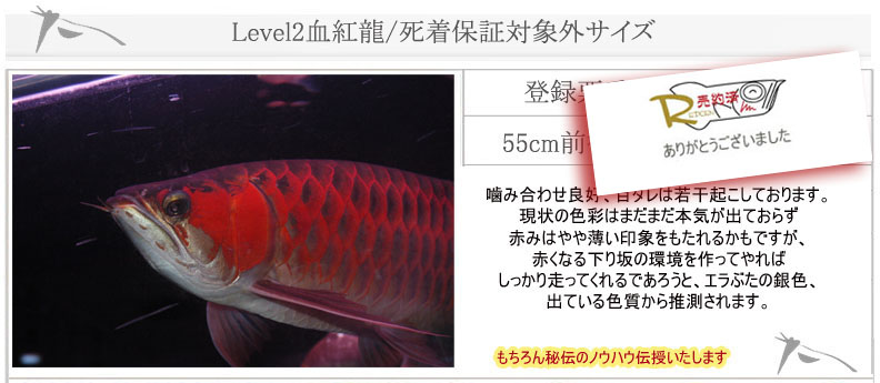 55cm Level2血紅龍