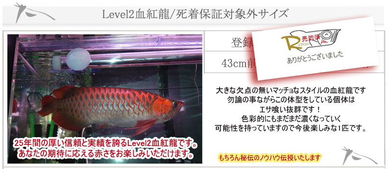 43cm Level2血紅龍