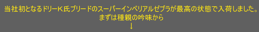 スーパーインペリアルゼブラ×スーパーインペリアルゼブラ 純血F1