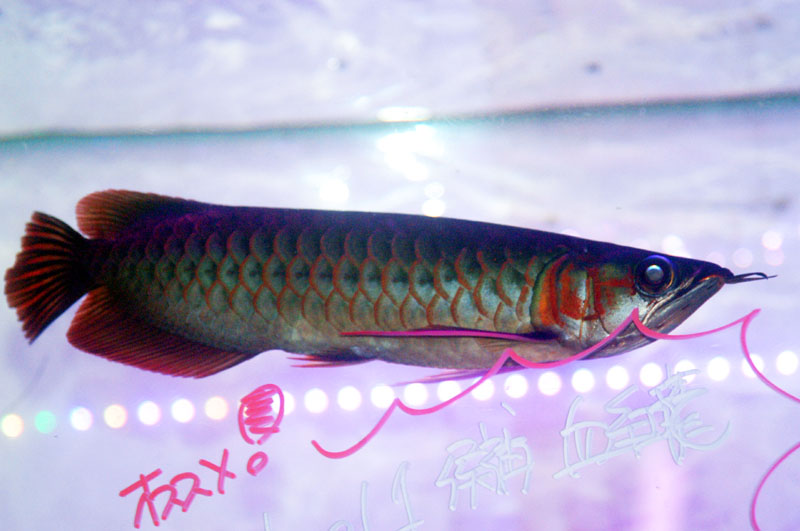 アジアアロワナ 藍底過背金龍(23cm±) - 魚銀座m8堂＆リベルめだか