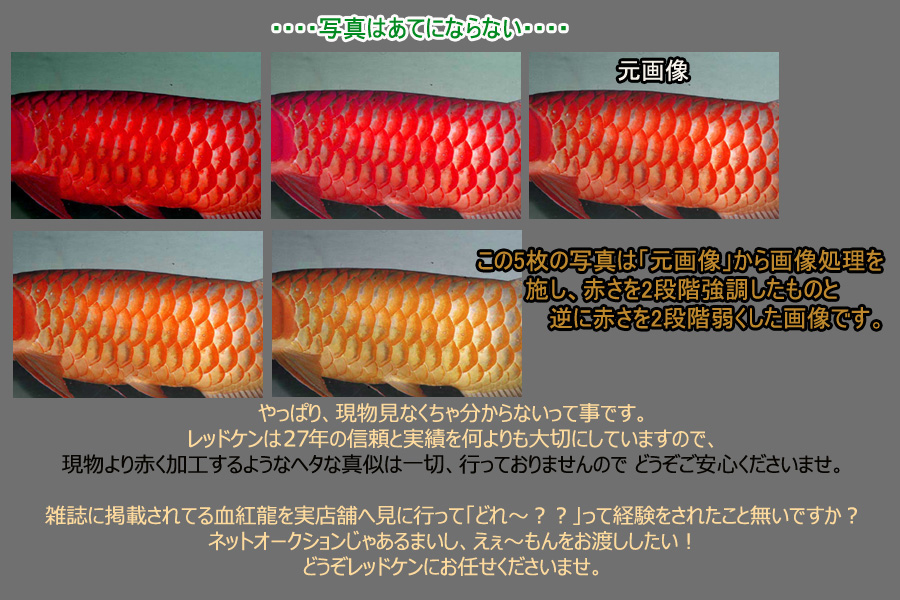 アジアアロワナ