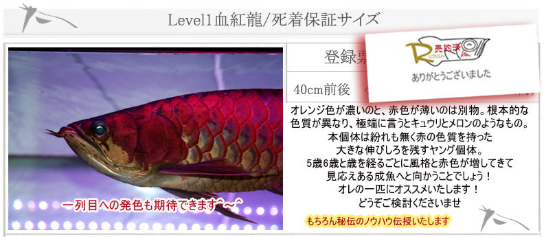 Level1血紅龍